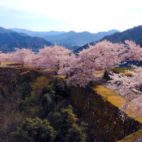 春の竹田城跡のツアーのご案内 19年3月21日 4月14日