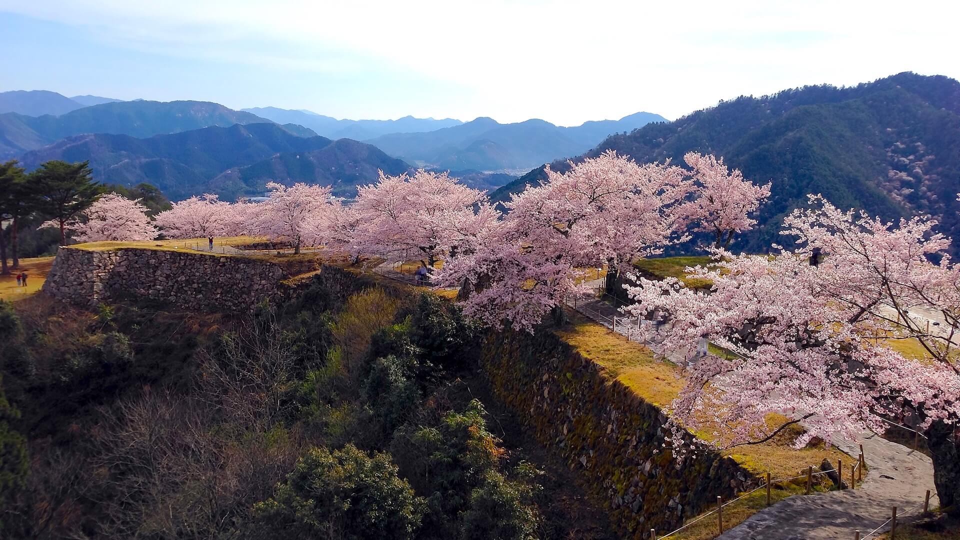 竹田城跡の雲海ツアー募集 立雲峡で天空の城と桜を満喫